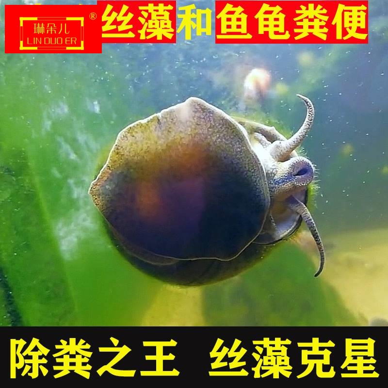 专吃乌龟粪便巴西龟黄缘深水草墨蛋杰尼小青缸晒台爬台黄耳窄桥蛋