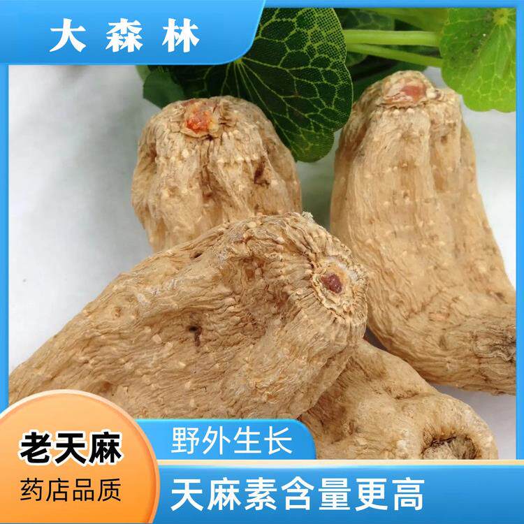 贵州大方天麻干天麻非云南昭通天麻，彷野生林下种植