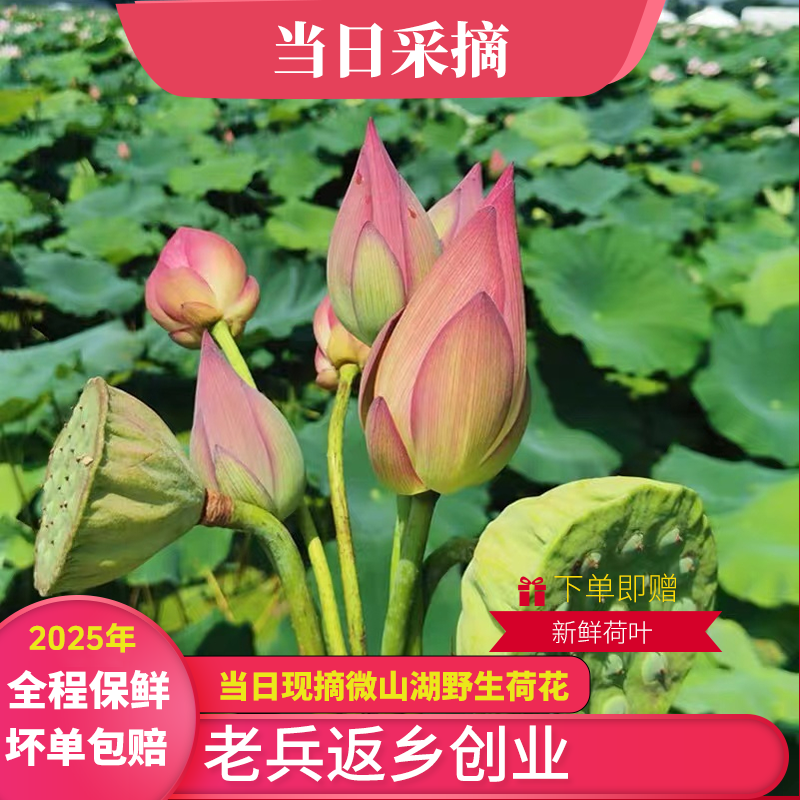 现摘微山湖新鲜荷花莲花花苞鲜花插花花束切花微山湖野生莲蓬荷叶