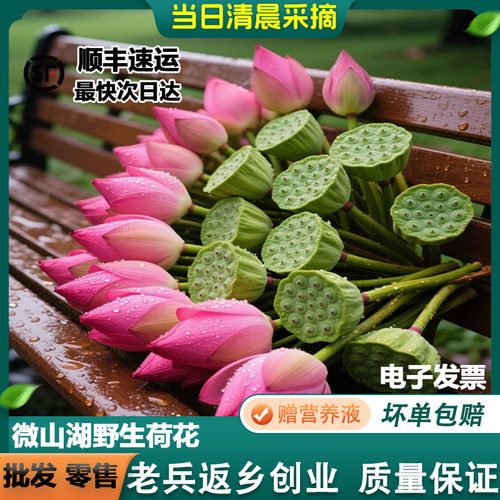 顺丰包邮新鲜荷花带杆花苞荷花鲜花花束食用花新鲜莲蓬插花供佛