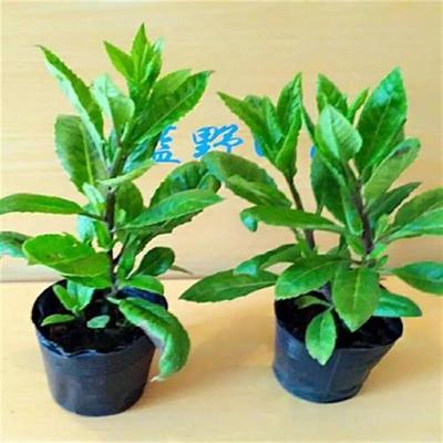 食用盆栽明月草苗明月草盆栽金鸡毛泰国仙草富贵菜白凤菜白背三