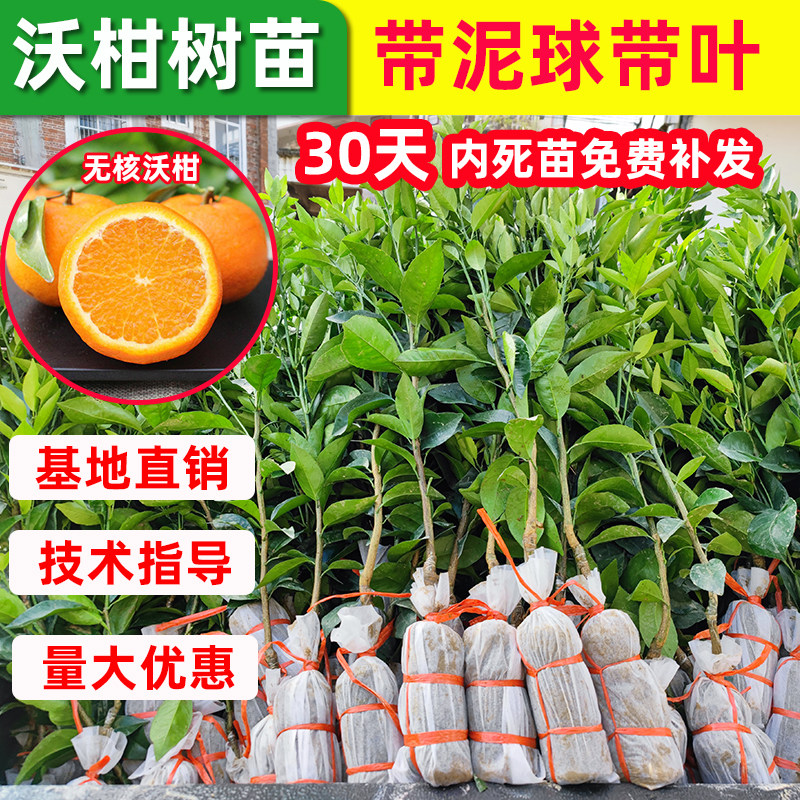 广西沃柑树苗091嫁接武鸣苗原土泥球苗盆栽地栽南方种植当年结果