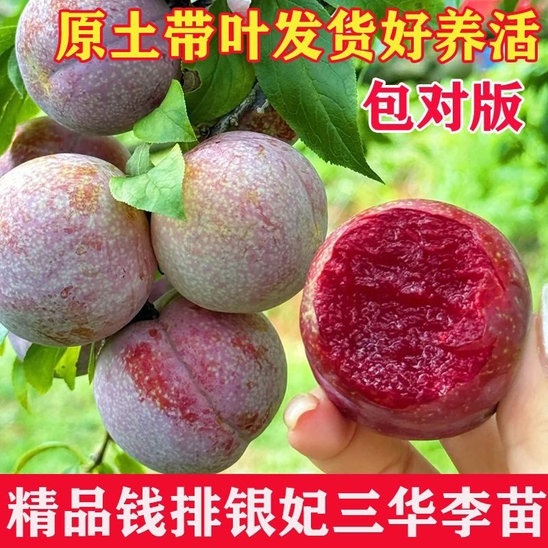 钱排银妃三华李嫁接苗南北可种