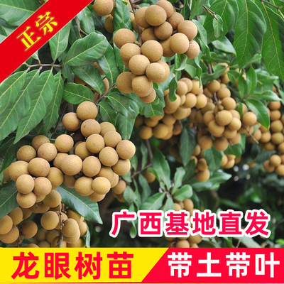 龙眼树果苗嫁接盆栽水果树大苗储良桂圆石硖南方四季种植当年结果