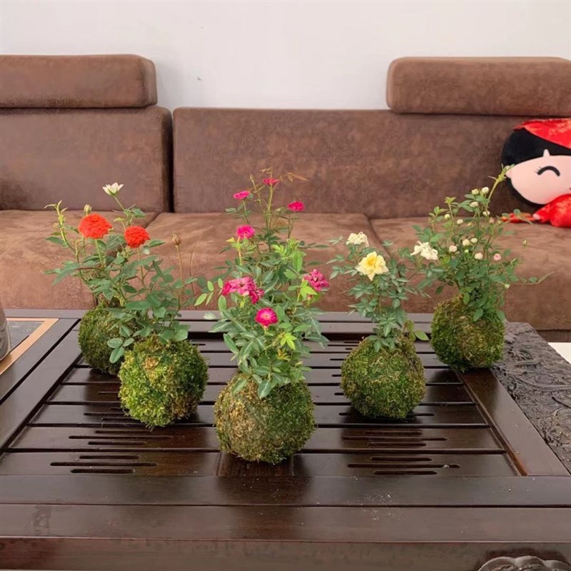 带花苞四季开花迷你超微型月季苔藓球玫瑰姬月季阳台桌面绿植花卉