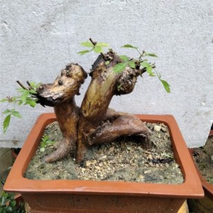 黄荆老桩盆景易