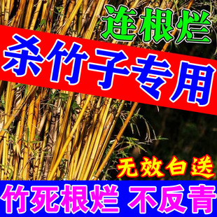 灭竹子的药竹根连根烂灭竹王杀竹烂根药专用强力灭竹子烂竹根药