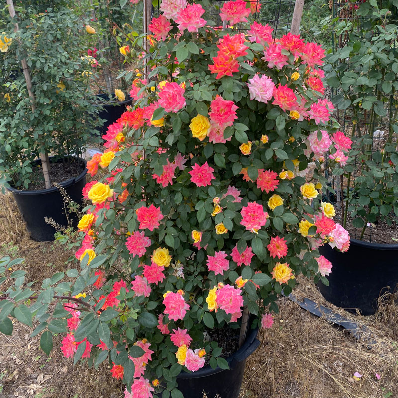 藤彩虹月季花苗爬藤花卉多花蔷薇庭院阳台藤本植物爬墙花多季开花