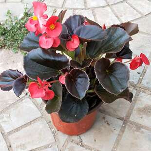 四季海棠丽格海棠花盆栽室内四季开花不断秋海棠玻璃翠重瓣植物