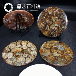 天然马达加斯加菊石螺盘化石招财树摆件化石切片家居装饰教学摆件