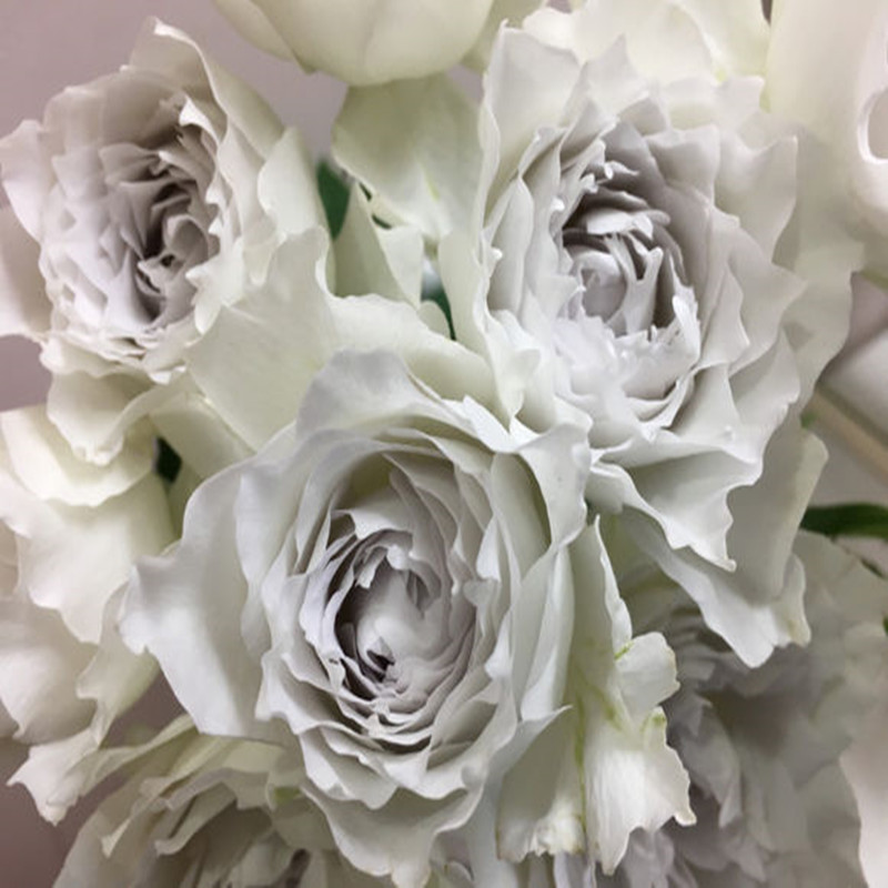 加百列大天使 灌木月季扦插 浓香 枝条细软多季节丰花玫瑰花苗