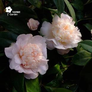 戴氏之歌茶花稀有品种盆栽小苗四季常绿水晶粉白拖桂阳台庭院窗户