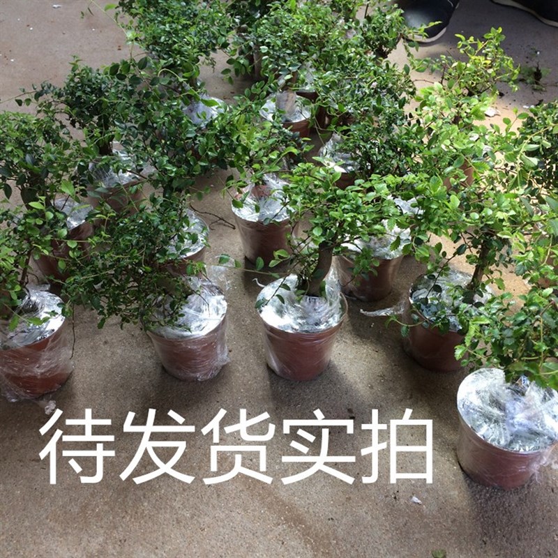 小叶榔榆盆景造型榆树盆栽办公室内绿植物庭院造V型小苗不带叶子