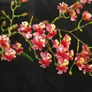 极速(文心兰水培带花苞花期超长的花卉放客厅绿植家养植物适合水