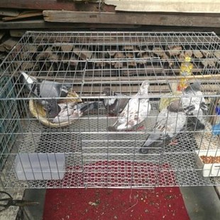 组装 极速鸽子笼兔笼养鹅笼鸡笼铁丝网片装 兔笼家用大号养殖笼鸟运