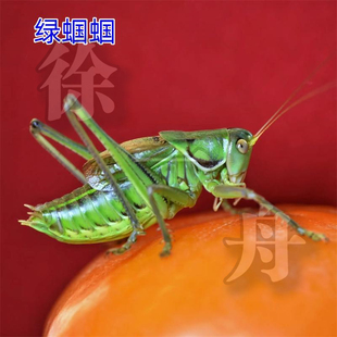 经典鸣虫活体绿螽斯铁螽斯扎嘴大寰巨拟叶螽素背肘隆螽大号爬虫
