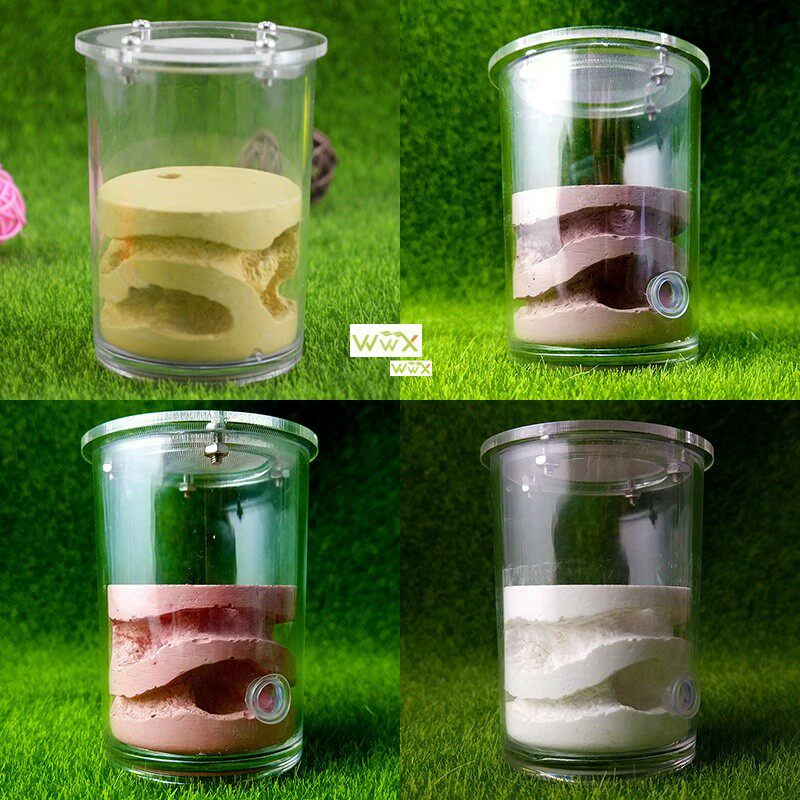 Ecological Plaster Ant Farm square Nest Landscaping House