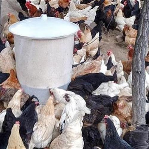 自动喂鸽子定时喂食器投料机喂料机定量养鸡喂鸡鸭自动下料器定量