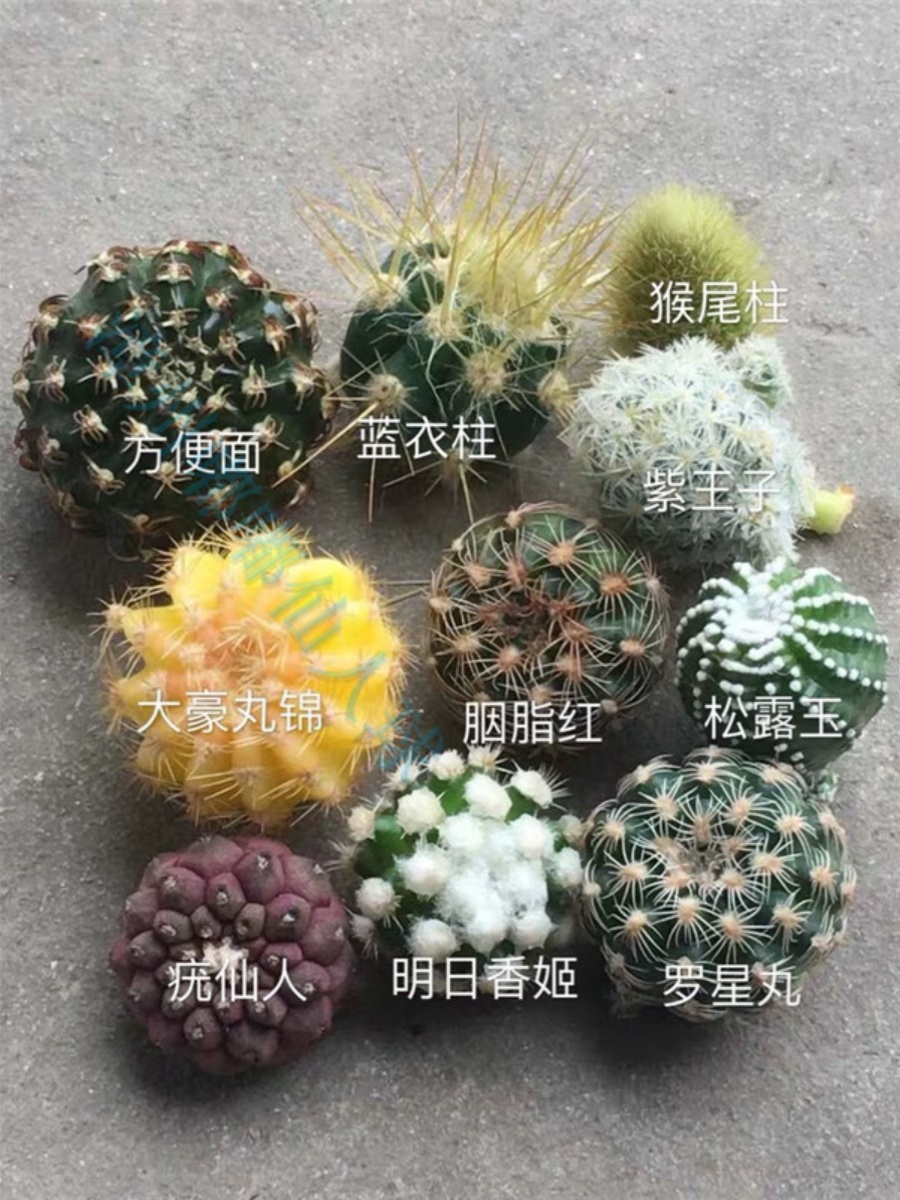 漳州嘟嘟仙人球紫王子白刺罗星丸 疣仙人胭脂红松露玉青侧芽套装