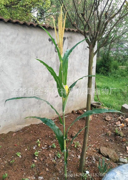 仿真玉米叶春色玉米棒子假农作植物假树叶工程博物馆布景拍摄批发