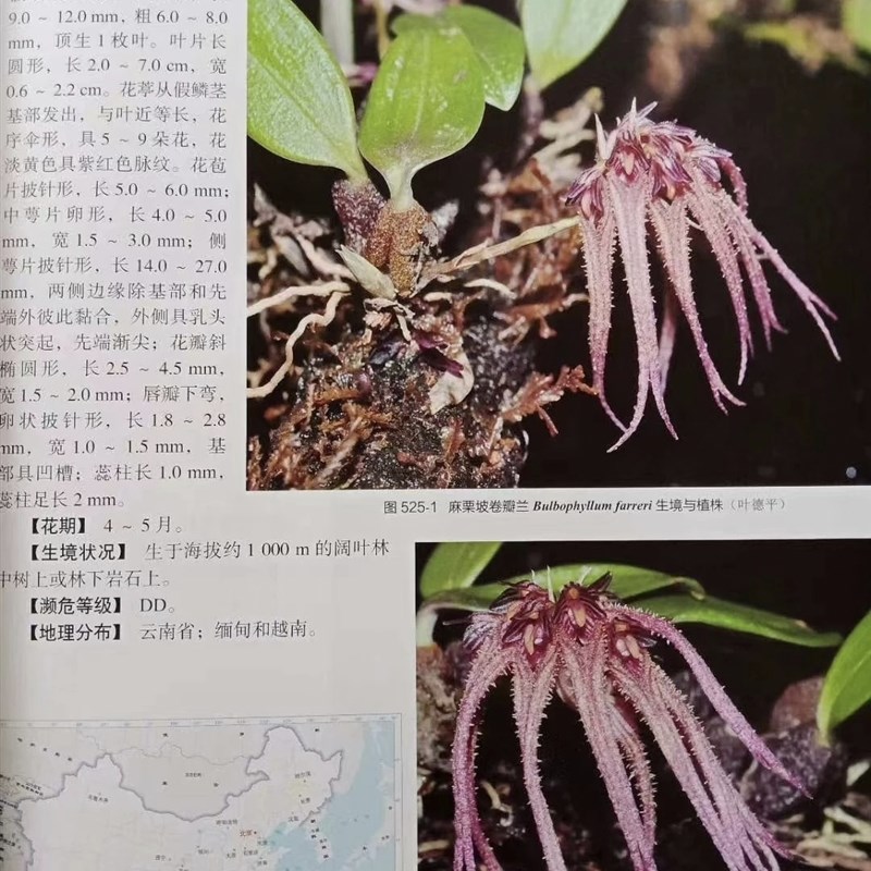 麻栗坡卷瓣兰雨林缸造景迷你盆栽板植麻栗坡卷瓣兰一份