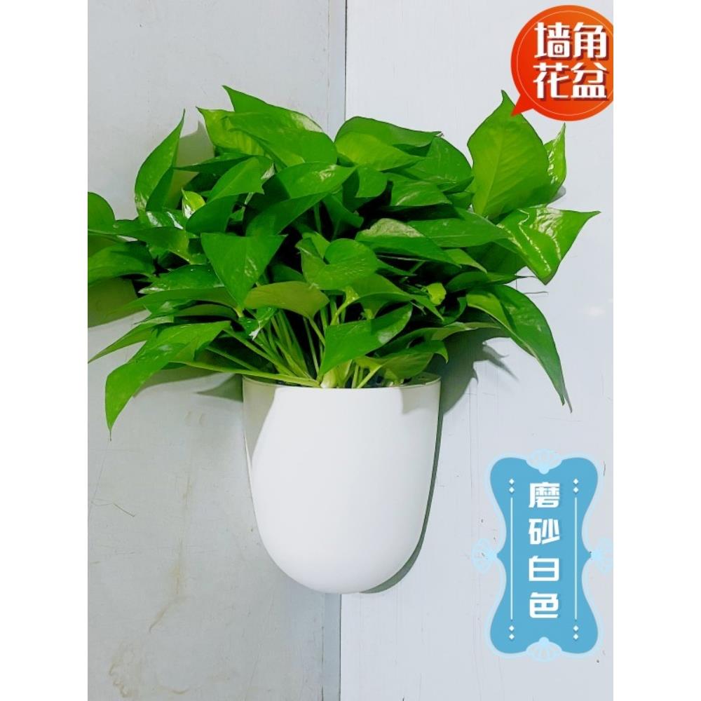 水培绿萝盆栽室内墙壁墙角落挂墙上悬挂吊兰花盆观叶长藤绿箩垂吊