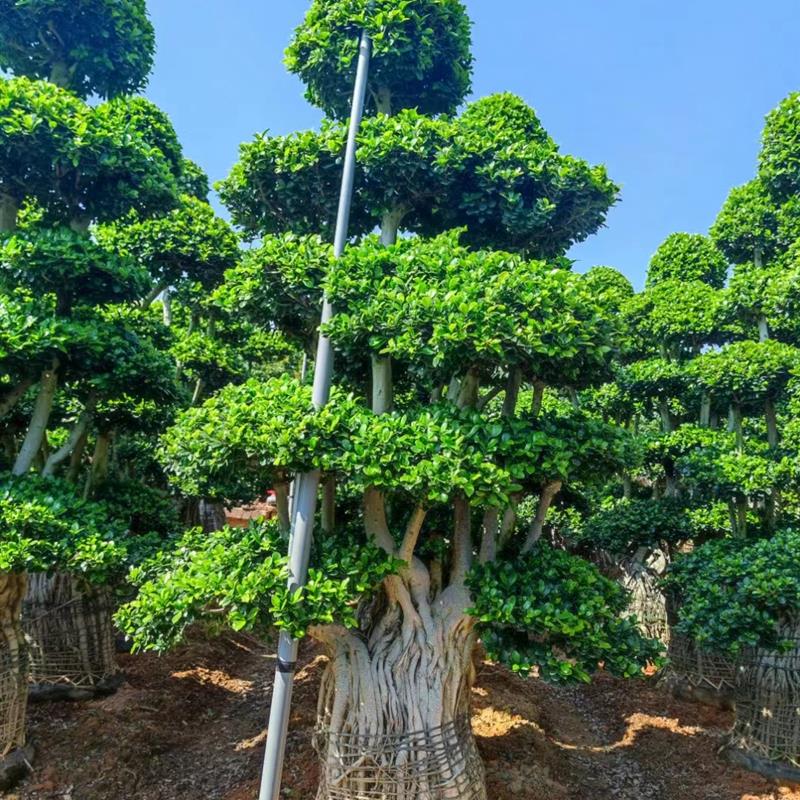 适用大型造型榕树盆景小叶榕金钱榕摇钱树四季常绿室内外庭院绿化