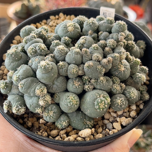 实生精品开花仙人球 草球缀化