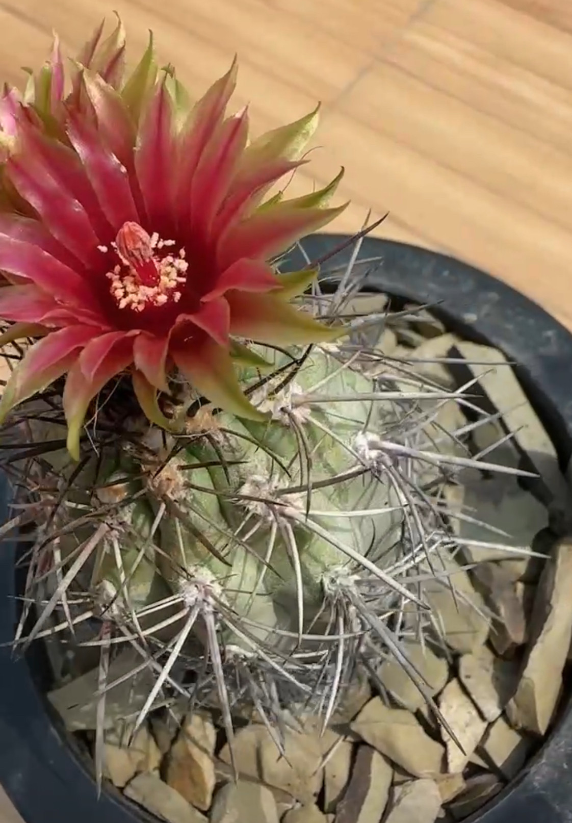 产地神针玉 龙爪球属 实生精品开花仙人球