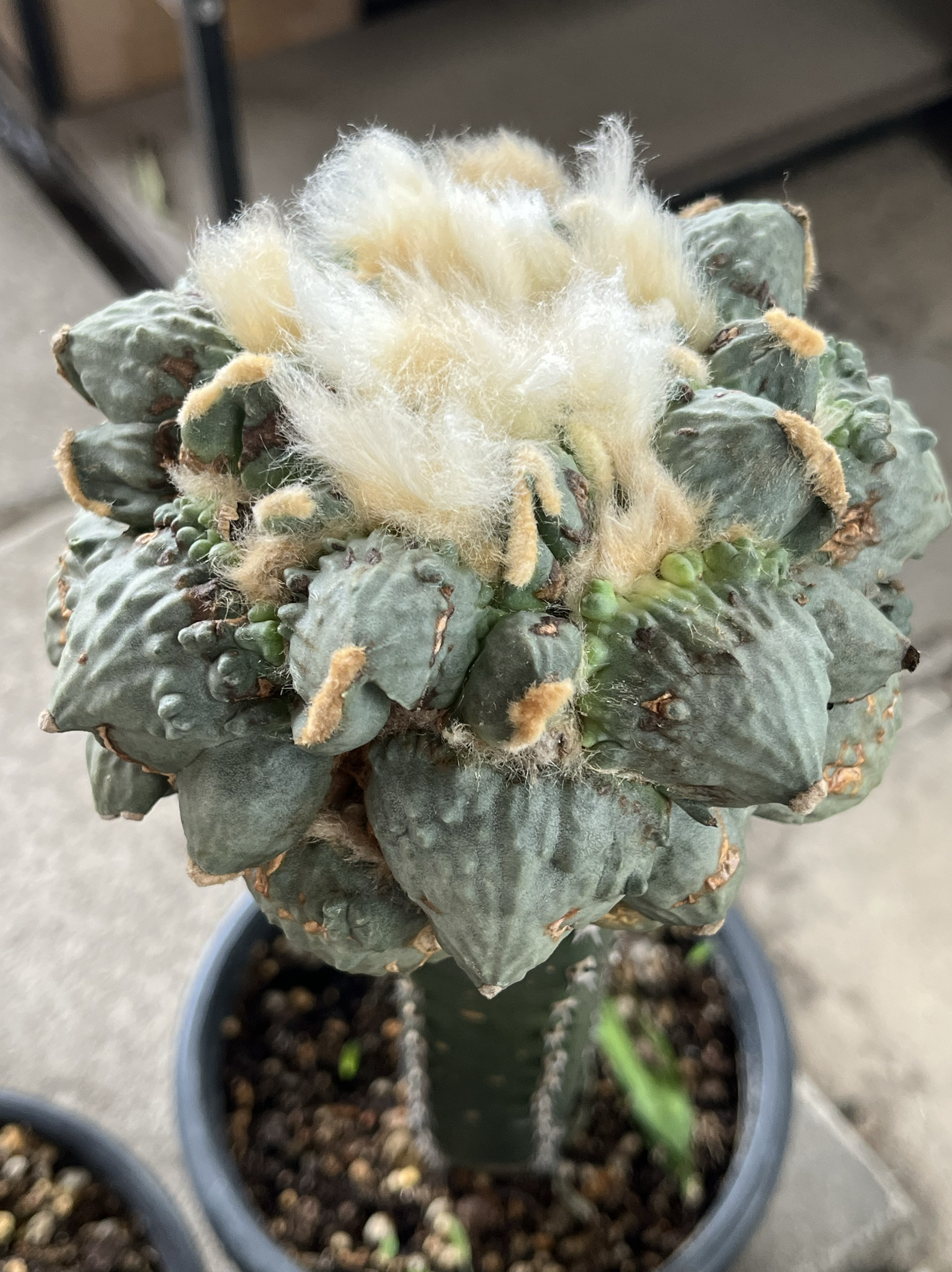 叉疣怒涛牡丹 精品开花仙人球