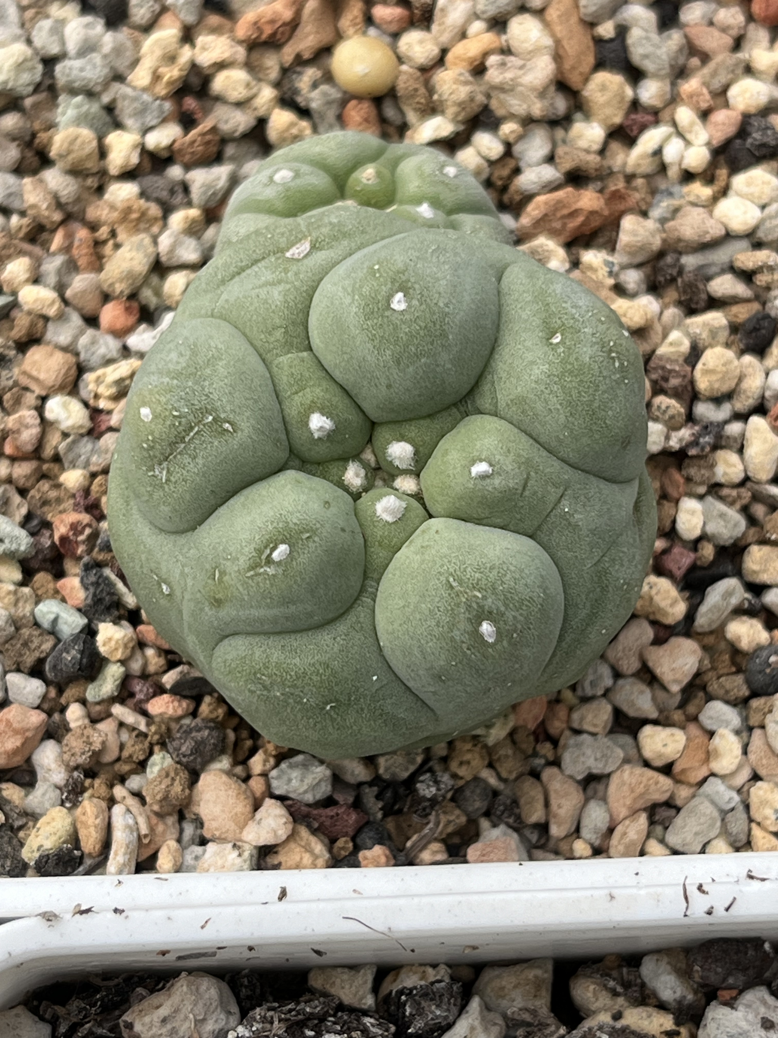 草球实生大疣小苗 精品开花仙人球
