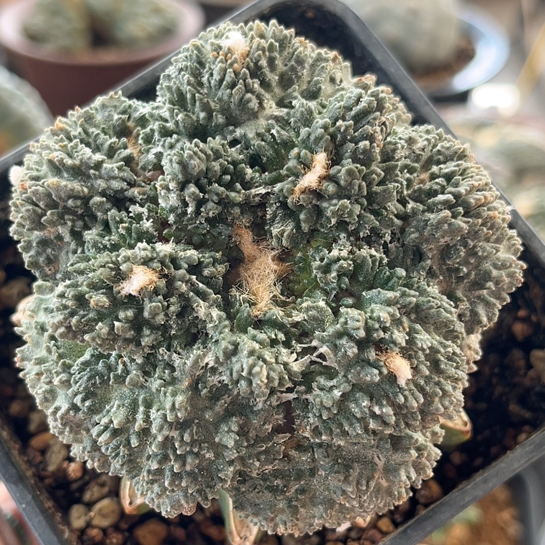 大疣菜花哥斯拉牡丹 精品开花仙人球