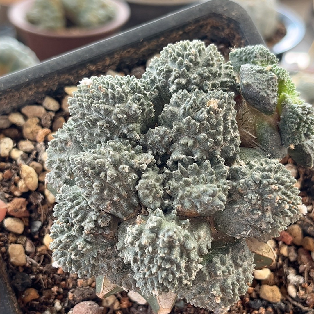 大疣菜花牡丹 精品开花仙人球