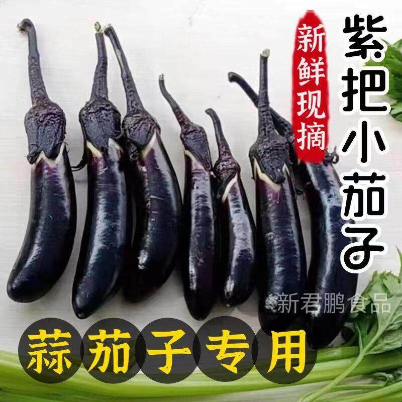 东北黑裤紫把小茄子生吃小茄子新鲜农家自种新鲜蔬菜蒜茄子