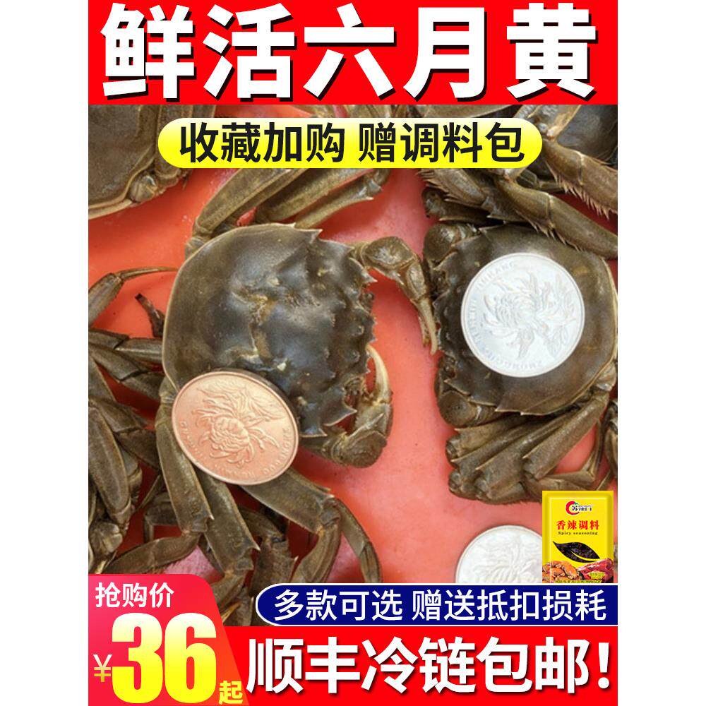 小螃蟹鲜活大闸蟹现货六月黄全公海鲜水产一二三五元蟹稻田河蟹