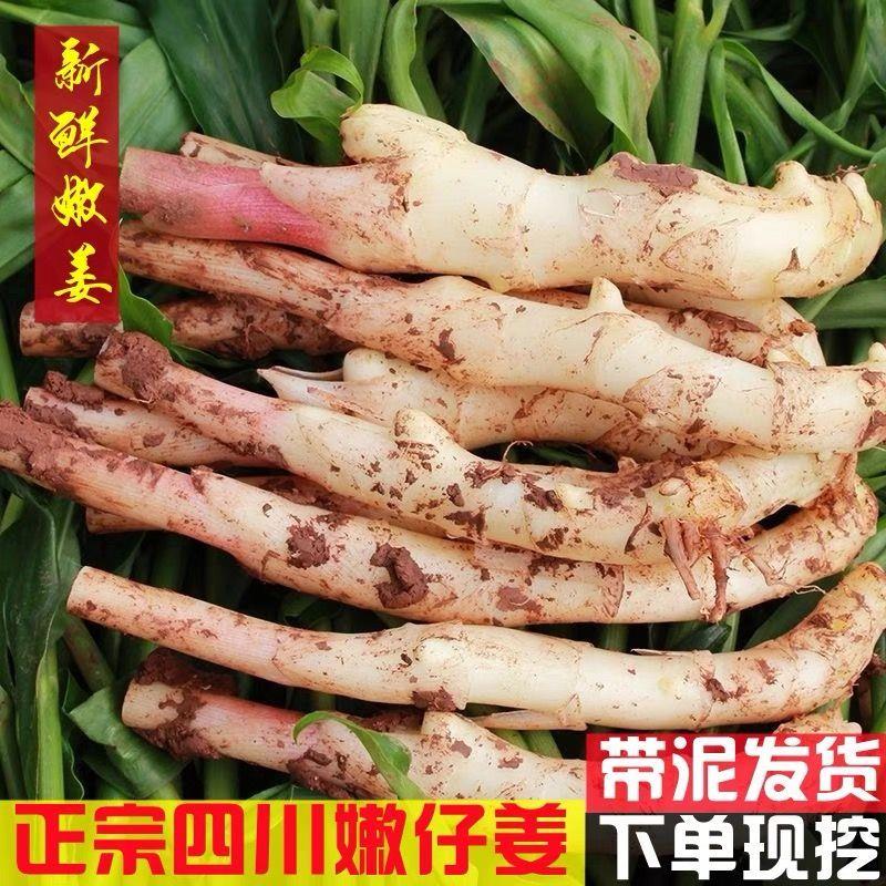 嫩姜新鲜四川特产腌醋泡姜现挖现发农家自种生姜新店姜芽子大仔姜