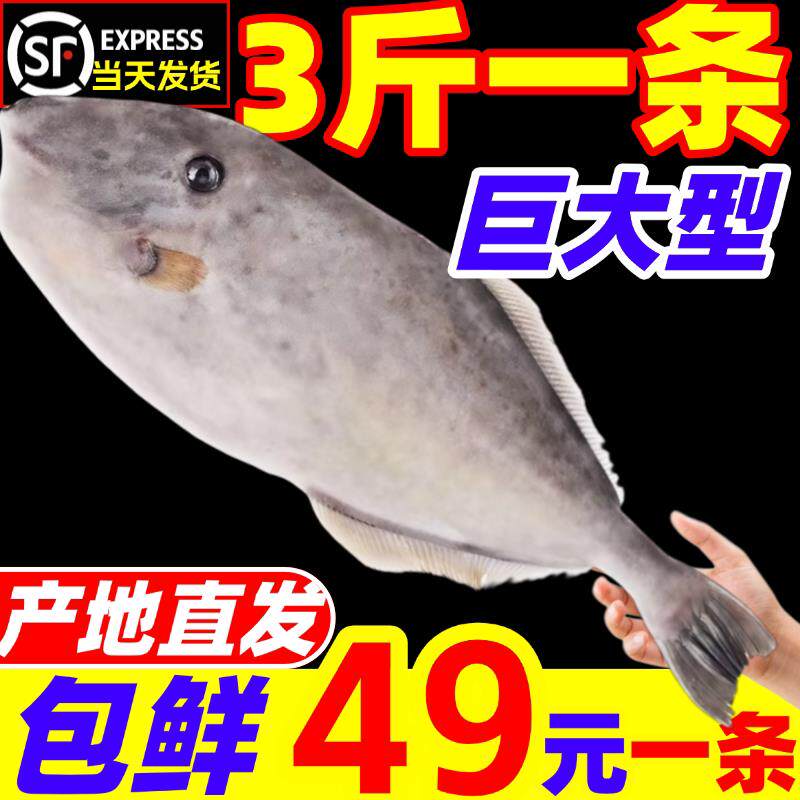 耗儿鱼超大马面鱼鲜活冷冻海鱼整条特大老鼠鱼带肝扒皮鱼剥皮鱼