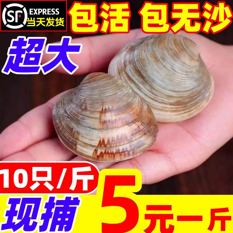 鲜活超大美贝特大蛤蜊无沙花蛤非黄蚬仔花甲文蛤贝类海鲜水产包活