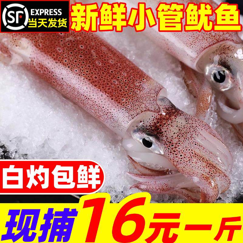小管鱿鱼白灼鱿鱼新鲜生鲜小乌贼大鱿鱼冷冻大笔管鱼鲜活海鲜水产