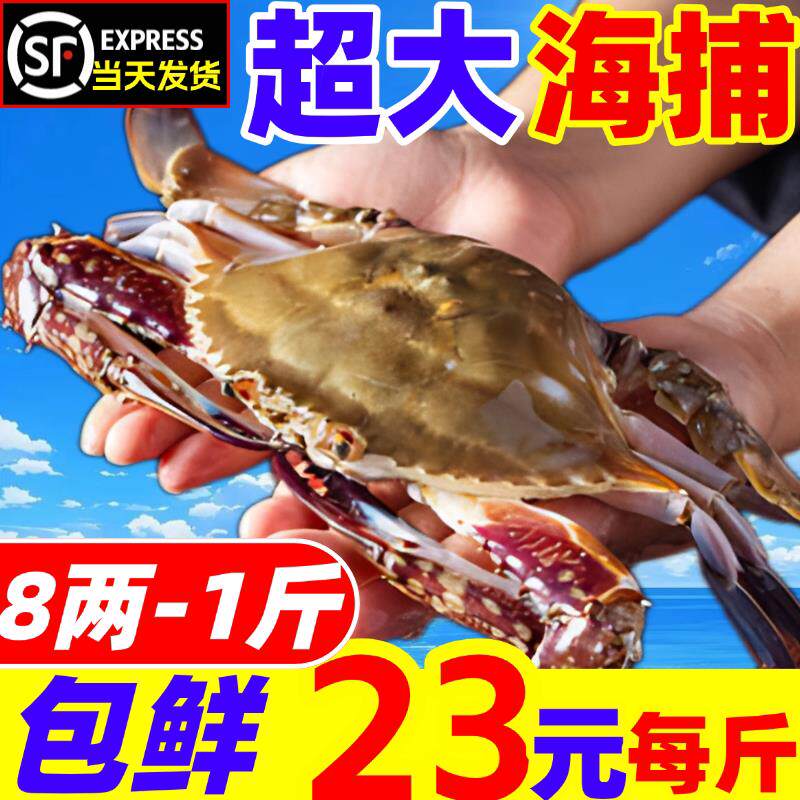 梭子蟹鲜活超大海捕大海螃蟹新鲜母蟹公蟹冷冻特大飞蟹海鲜水产