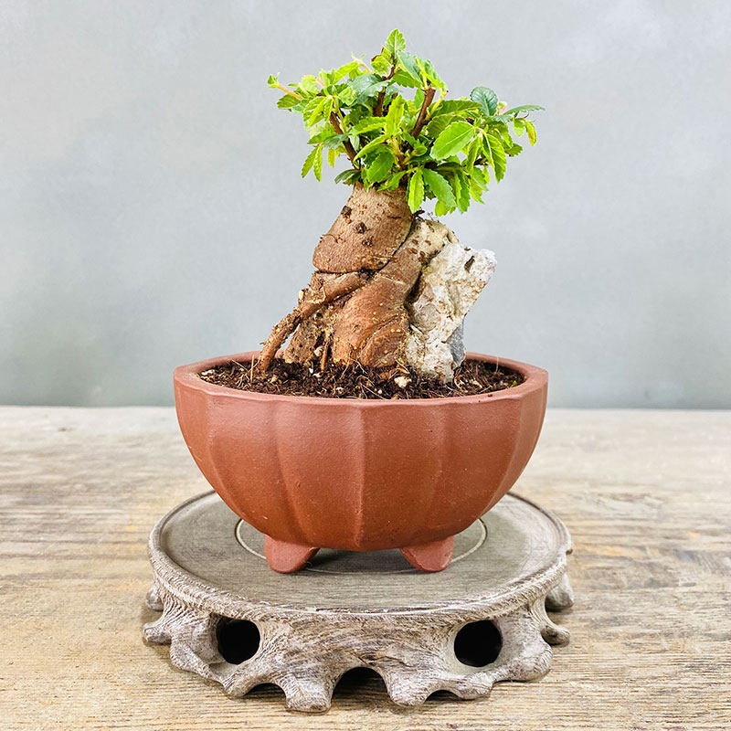 小叶榆树抱石微型盆景 榔榆老桩 室内客厅办公室T阳台绿植花卉盆