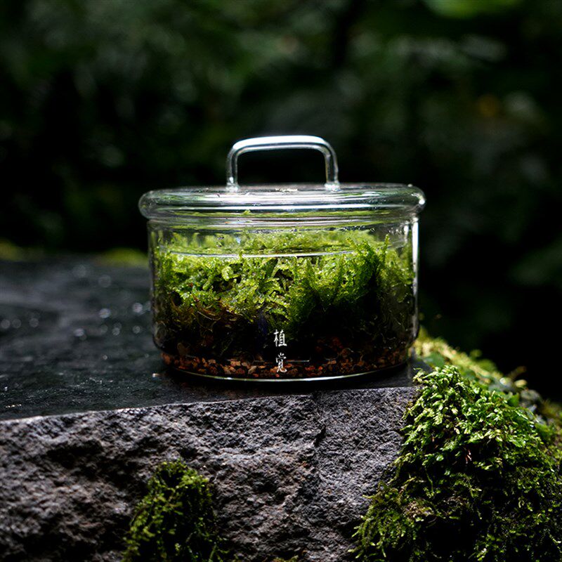 植觉 圆 苔藓微景观DIY创意盆景桌P面装饰植物青苔鲜活,鲜花速递/花卉仿真/绿植园艺,苔藓微景观,淘宝优惠券,粉丝福利购,淘宝优惠卷