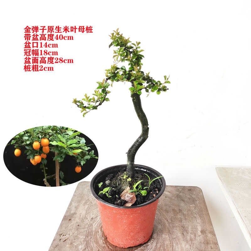 金弹子造型小老桩微盆景阳台易养B一物一拍包邮办公室盆景品种葫,鲜花速递/花卉仿真/绿植园艺,造型盆景,淘宝优惠券,粉丝福利购,淘宝优惠卷
