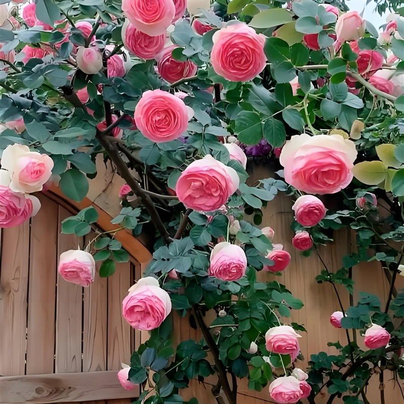 粉色龙沙c宝石爬藤月季花苗浓香大花庭院阳台种,鲜花速递/花卉仿真/绿植园艺,月季/蔷薇/玫瑰,淘宝优惠券,粉丝福利购,淘宝优惠卷