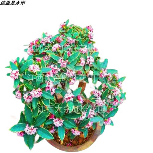 金边瑞香c浓香型耐寒盆景绿植盆栽室内懒人花卉老桩客厅