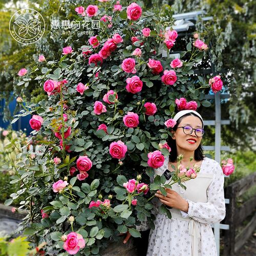 惠惠的花园深粉龙沙宝石爬藤w月季拱门花墙花柱植物庭院花卉盆栽