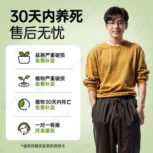 龟背竹大盆栽客厅室内大型植物大叶真绿K植办公室新房好养阳台卧