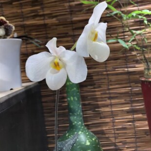 绿缘兰花-颜如玉兜兰 杏黄x德氏D兜兰 杂交实生苗室内桌面型兰花