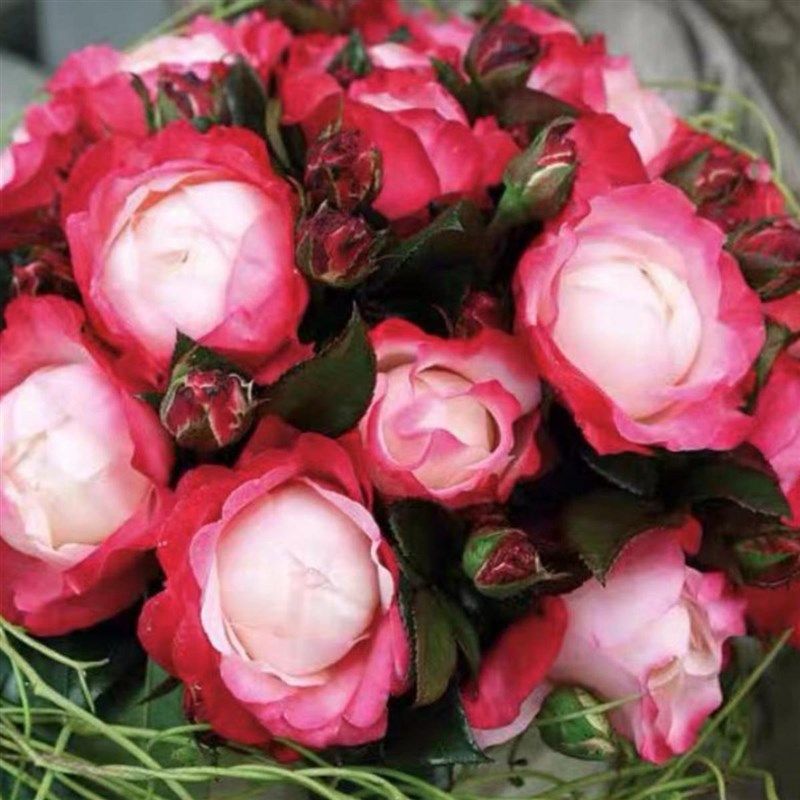 绿园美植 【g6L中苗月季一物一拍】 阳台庭院爬藤拱门地栽,鲜花速递/花卉仿真/绿植园艺,月季/蔷薇/玫瑰,淘宝优惠券,粉丝福利购,淘宝优惠卷