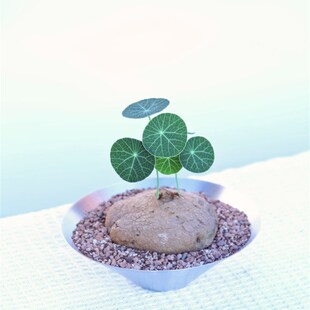 一物一拍立d叶素可泰山乌龟植物金不换红藤绿藤室内客厅绿植小盆